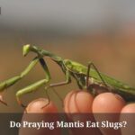 Do Praying Mantis Eat Slugs? (7 Interesting Facts) Do Praying Mantis Eat Slugs
