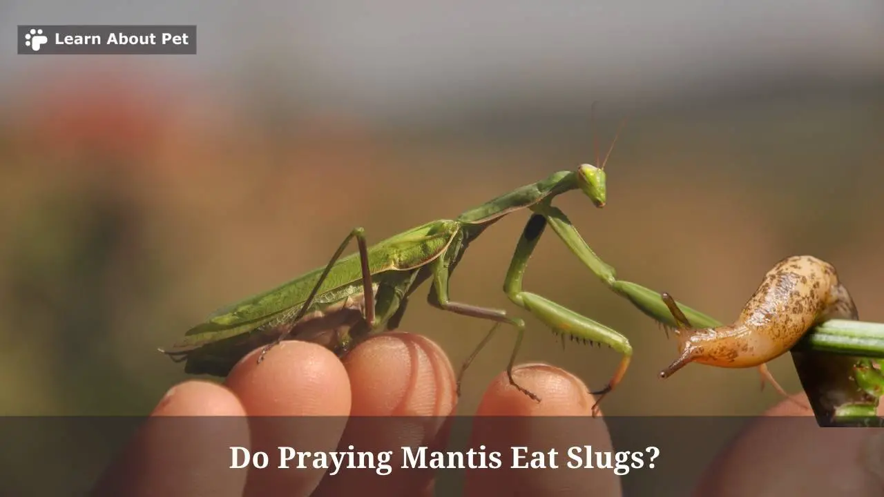 Do praying mantis eat slugs