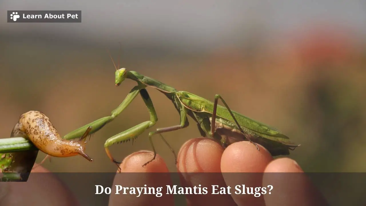 Do praying mantis eat slugs