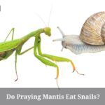 Do Praying Mantis Eat Snails? (7 Interesting Facts)