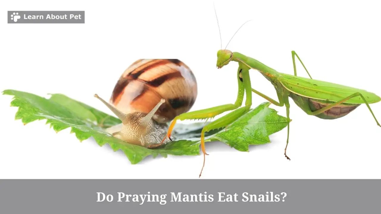 Do praying mantis eat snails