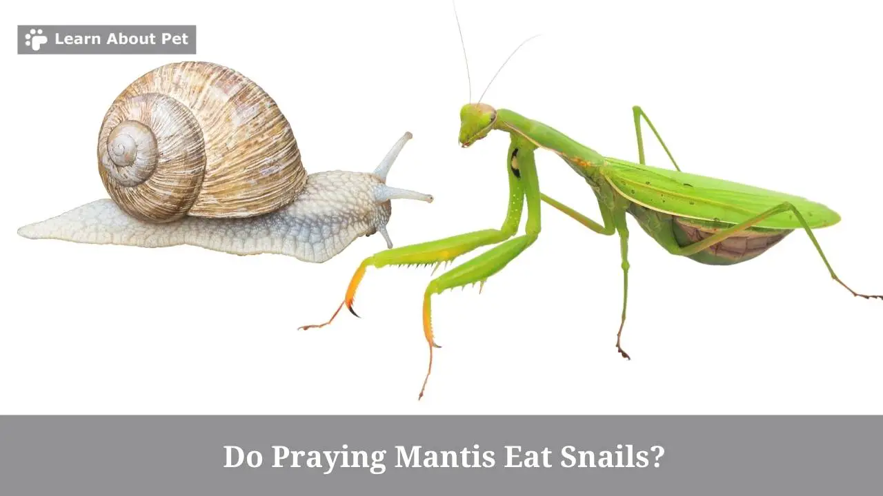 Do praying mantis eat snails
