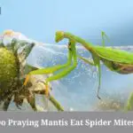 Do Praying Mantis Eat Spider Mites? (7 Clear Facts)