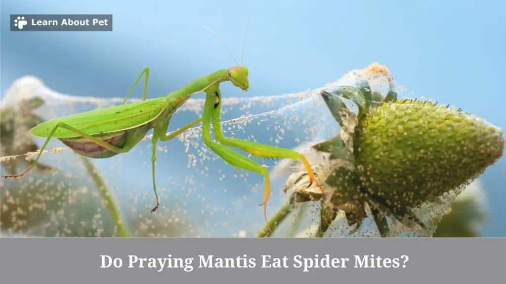Do Praying Mantis Eat Spider Mites? (7 Clear Facts) 2024