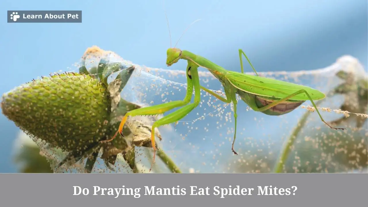 Do praying mantis eat spider mites