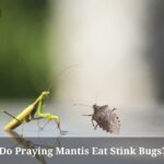 Do Praying Mantis Eat Stink Bugs? (7 Interesting Facts)
