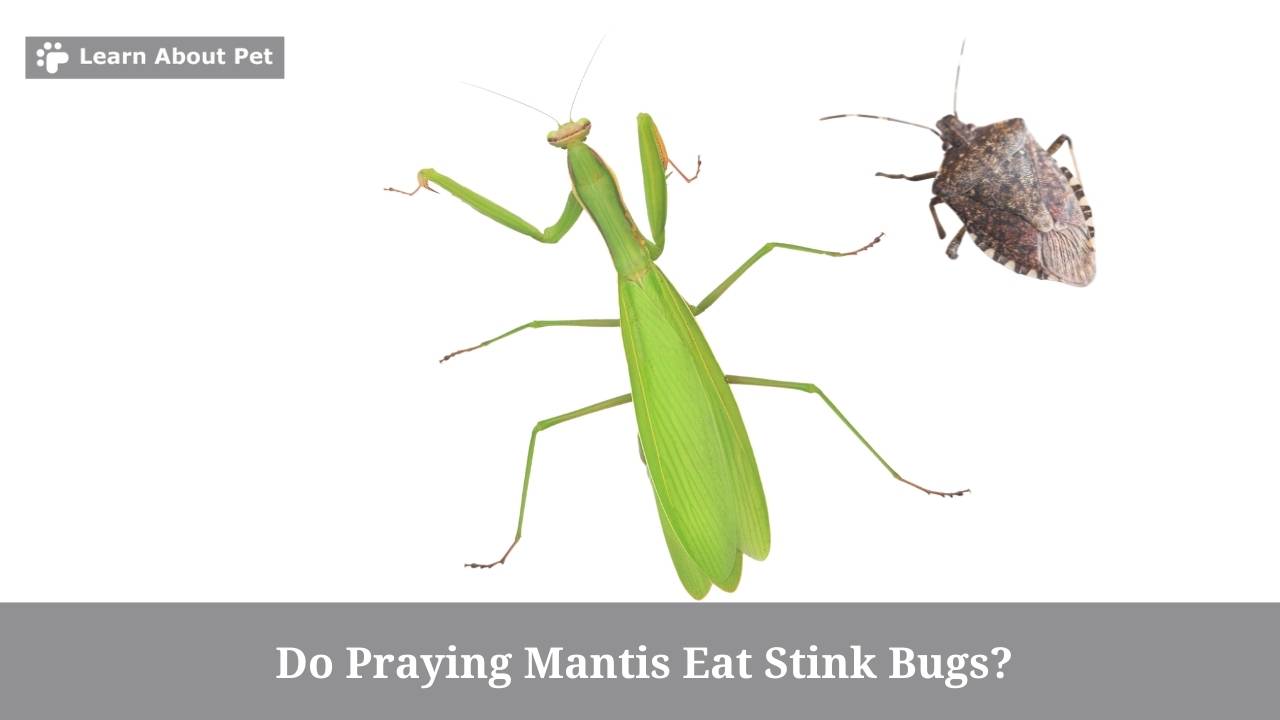 Do praying mantis eat stink bugs