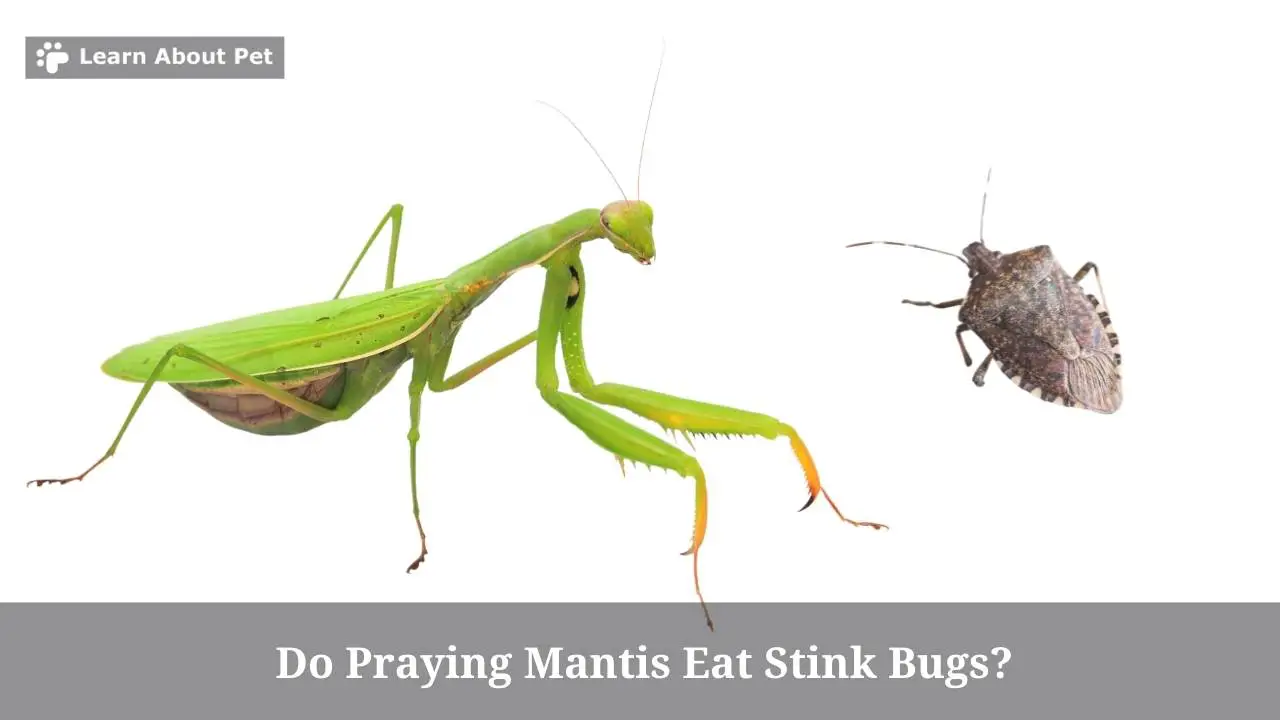 Do praying mantis eat stink bugs