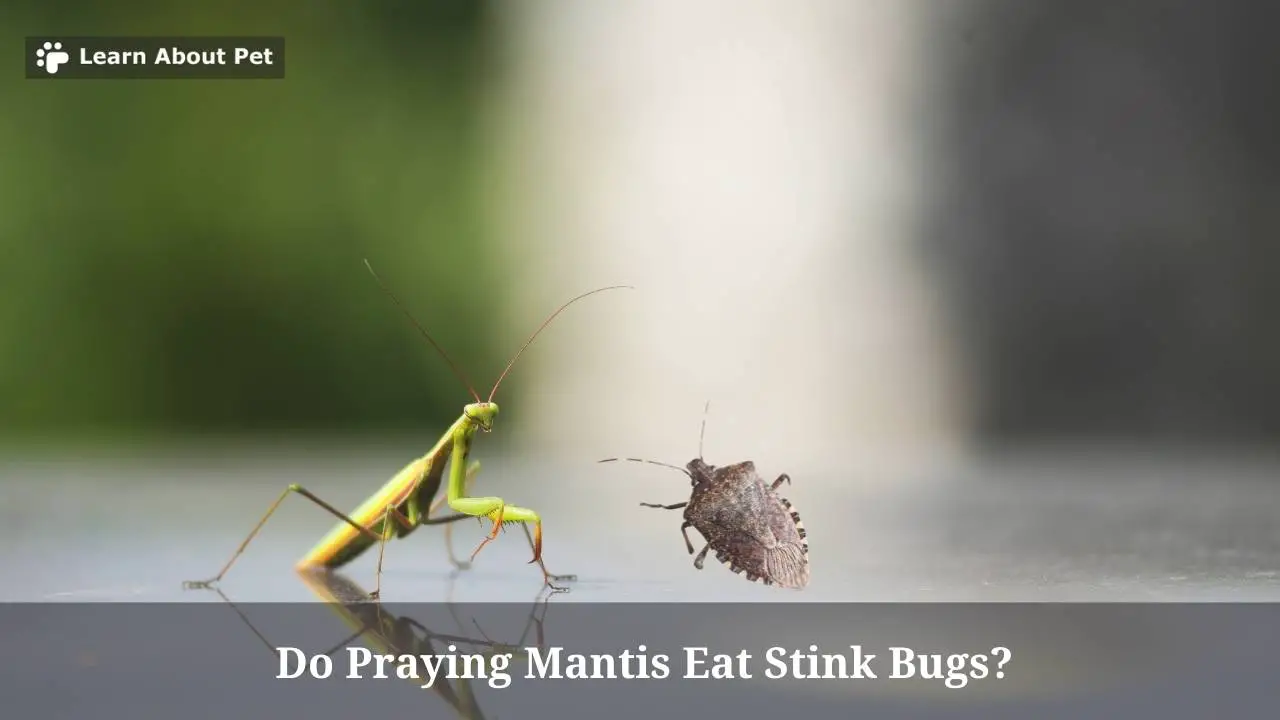 Do praying mantis eat stink bugs
