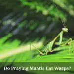Do Praying Mantis Eat Wasps? (7 Interesting Facts)
