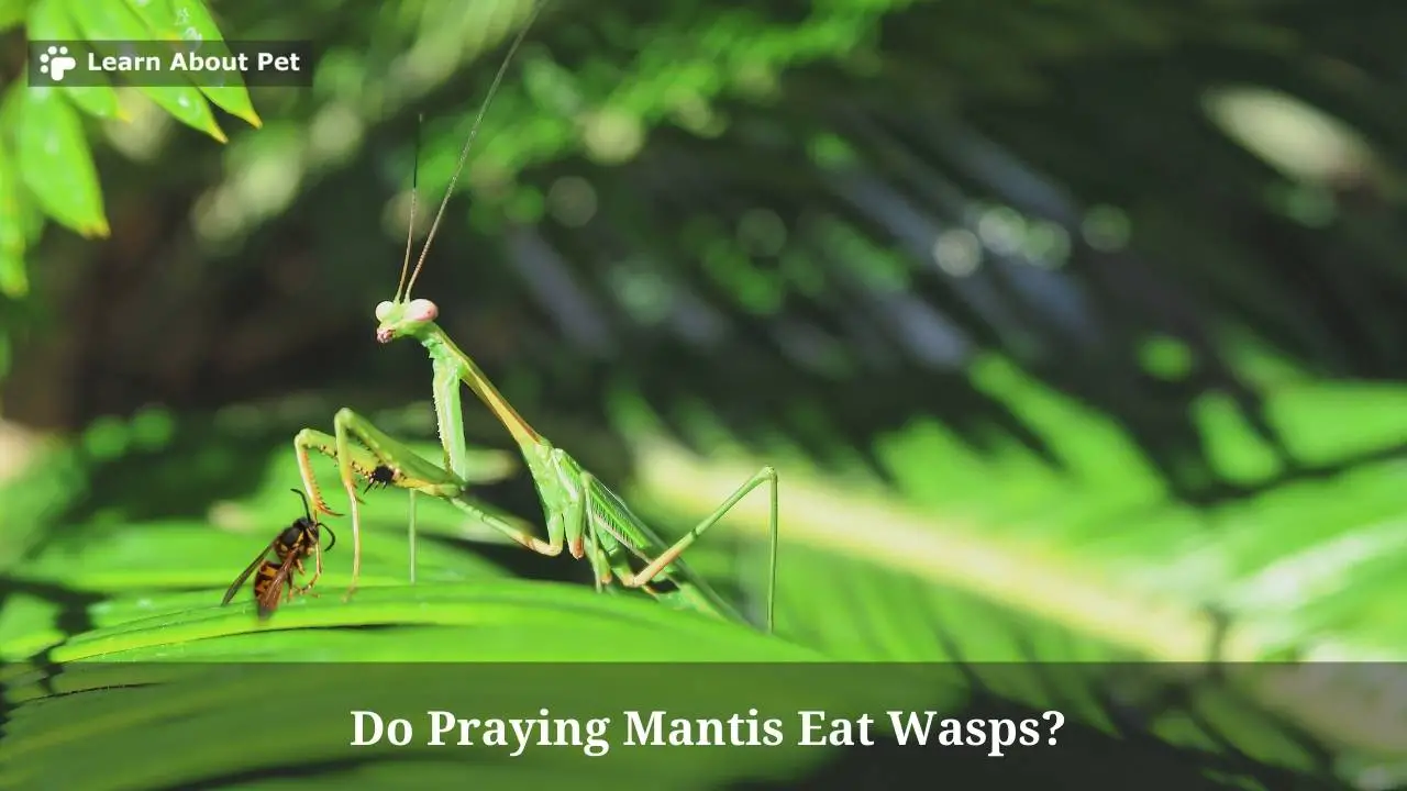 Do praying mantis eat wasps