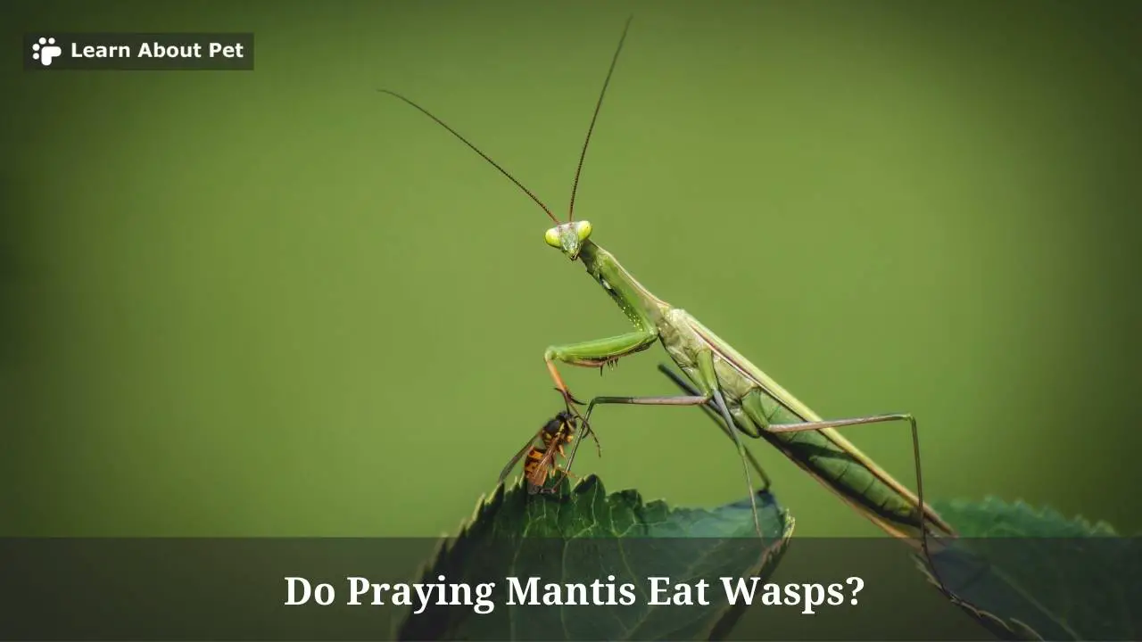 Do praying mantis eat wasps