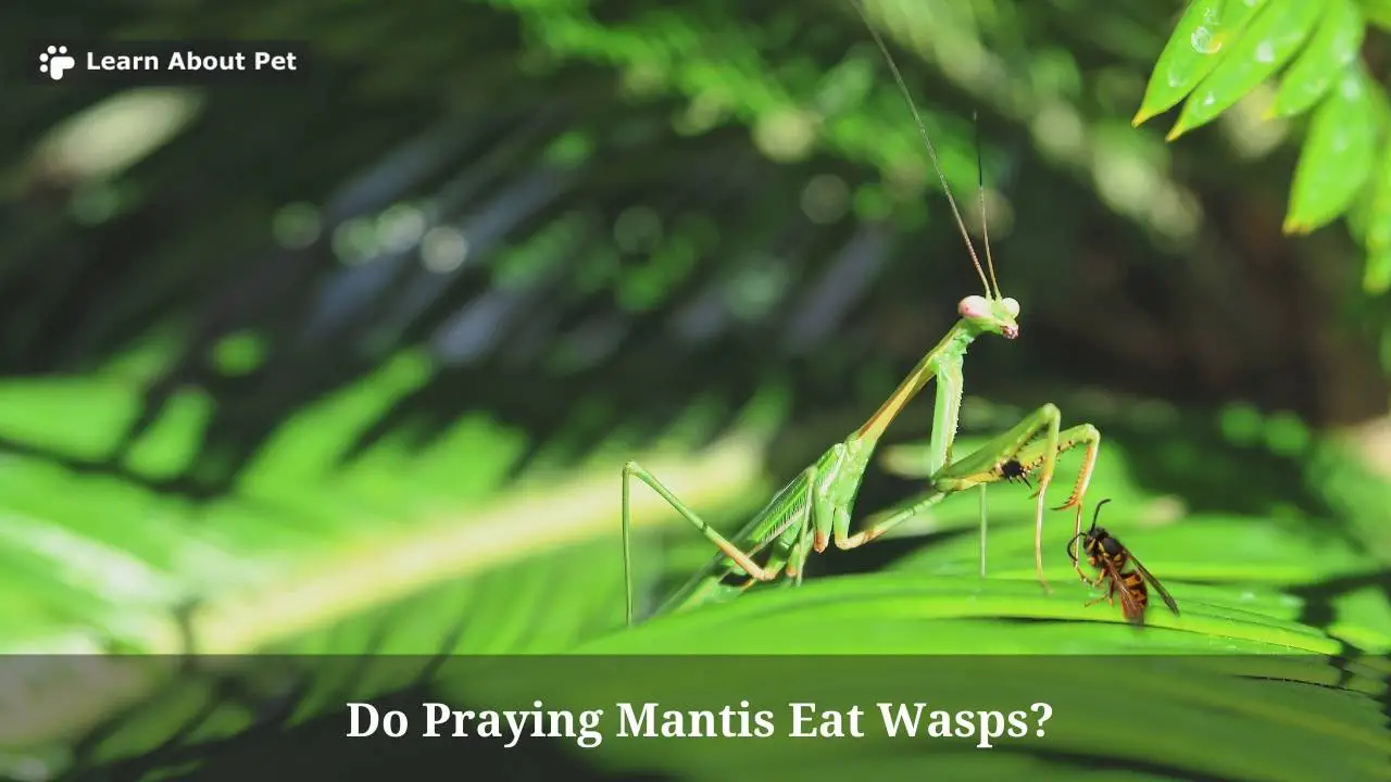 Do praying mantis eat wasps