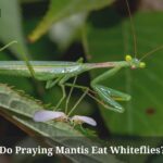 Do Praying Mantis Eat Whiteflies? (5 Interesting Facts)