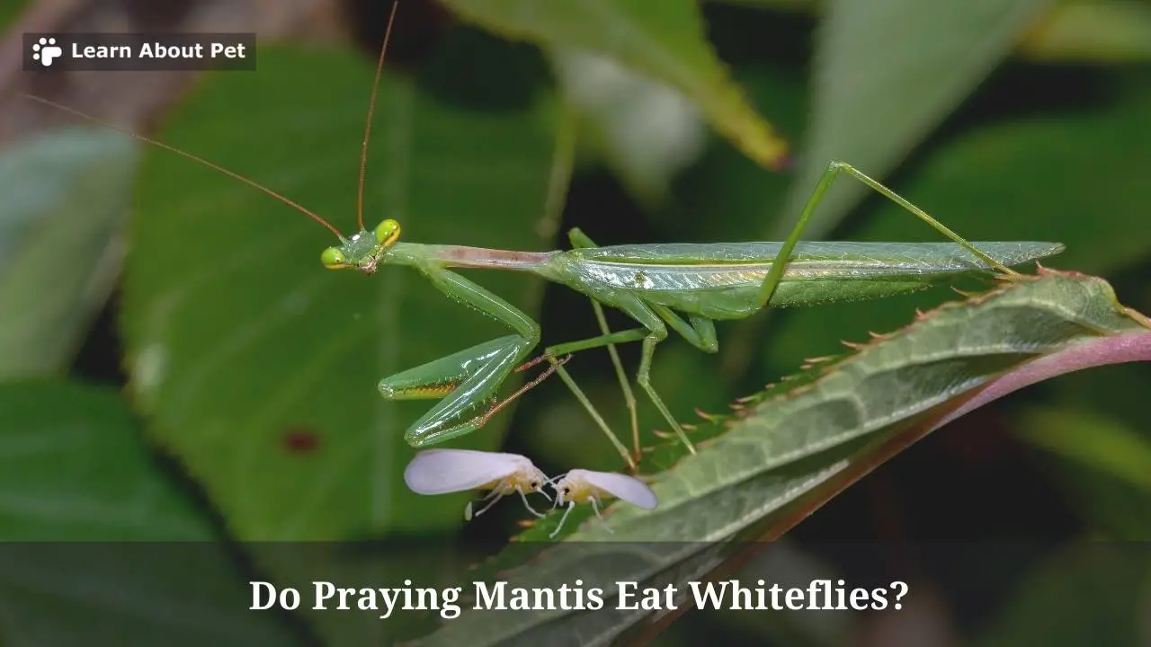 Do praying mantis eat whiteflies