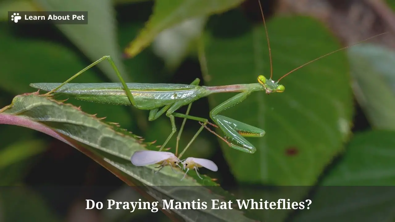 Do praying mantis eat whiteflies