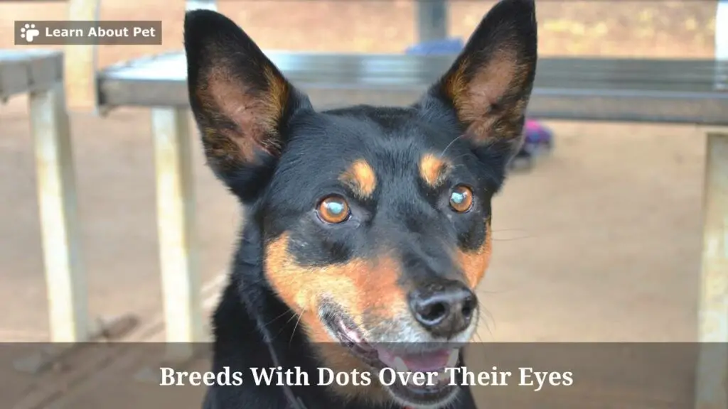 Dog Breeds With Dots Over Their Eyes (7 Cool Breeds) 2024