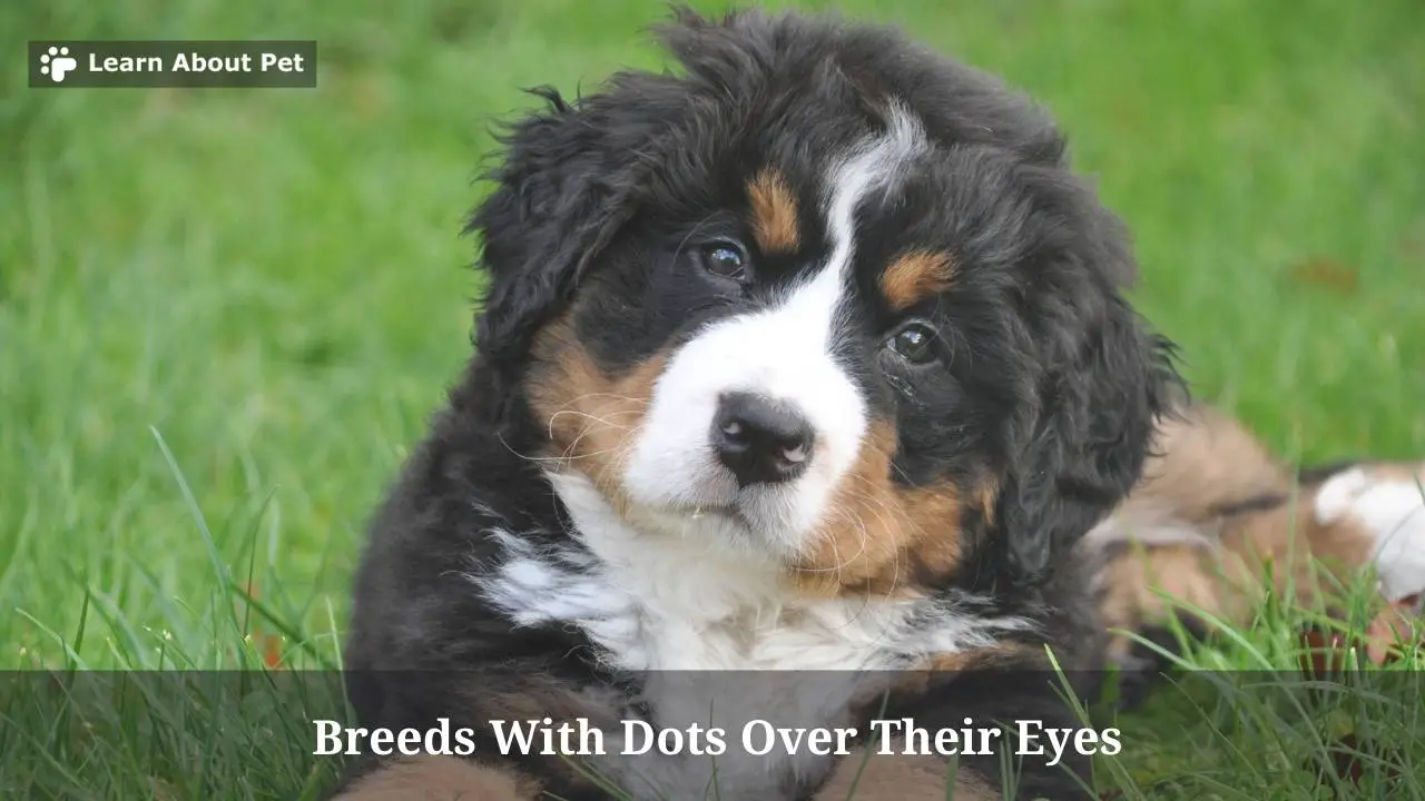 Breeds with dots over their eyes
