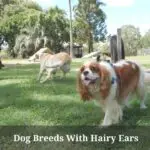 Dog Breeds With Hairy Ears : (5 Interesting Breeds)