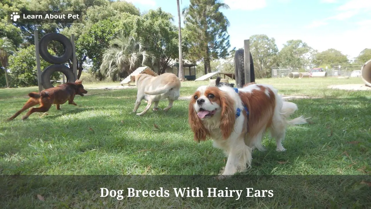 Dog breeds with hairy ears