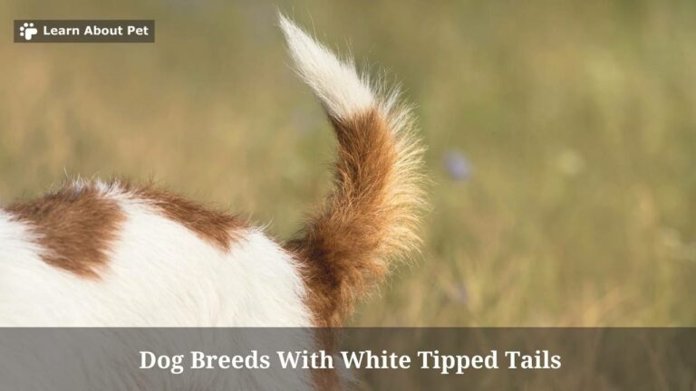 Dog Breeds With White Tipped Tails : (9 Cool Breeds) - 2023