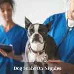 Are Dog Scabs On Nipples Unhealthy? (AVOID Doing This) 7 Clear Facts
