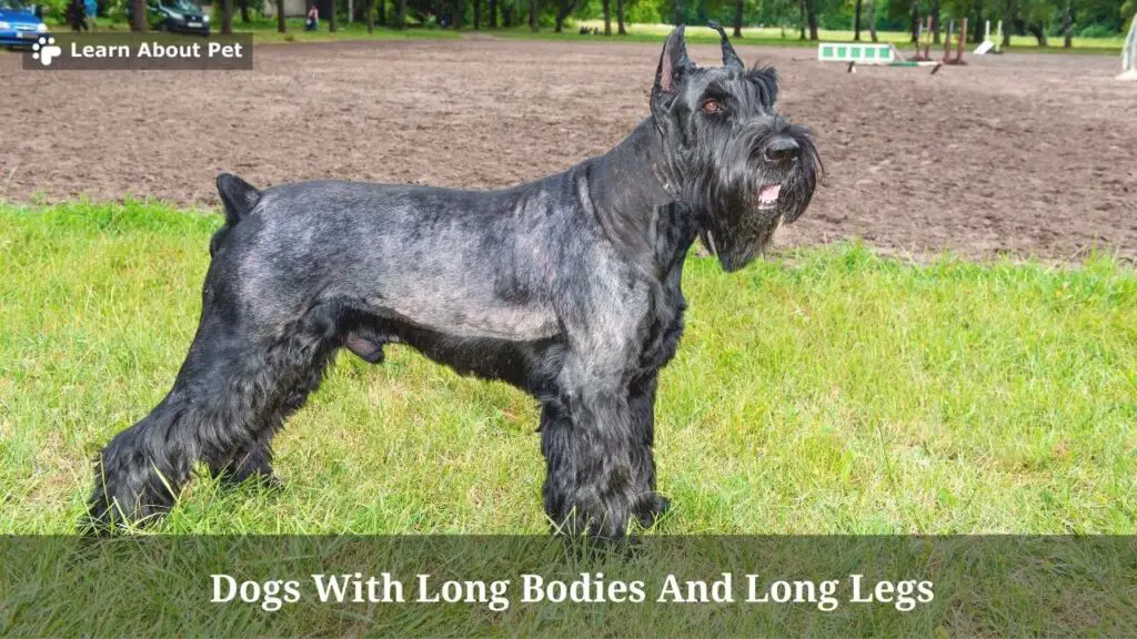 Dogs With Long Bodies And Long Legs (7 Cool Breeds) 2023