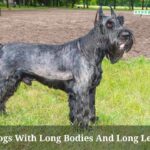 Dogs With Long Bodies And Long Legs : (7 Cool Breeds)