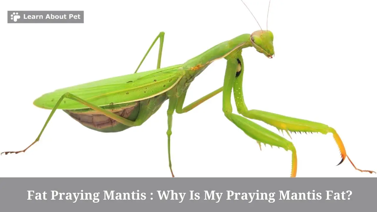 Fat praying mantis