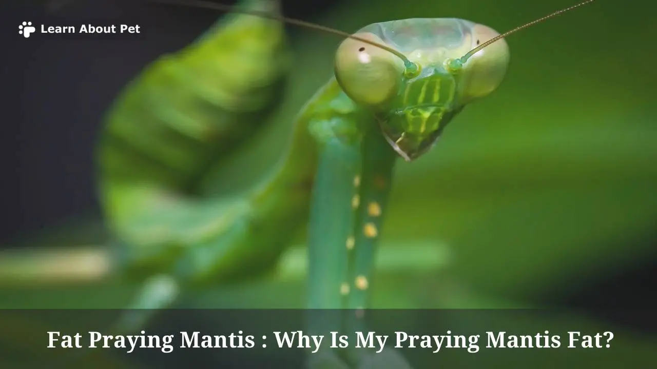 Fat praying mantis