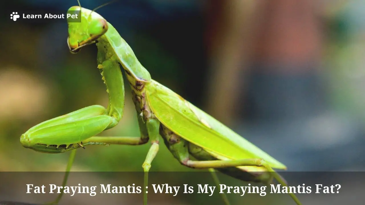 Fat praying mantis