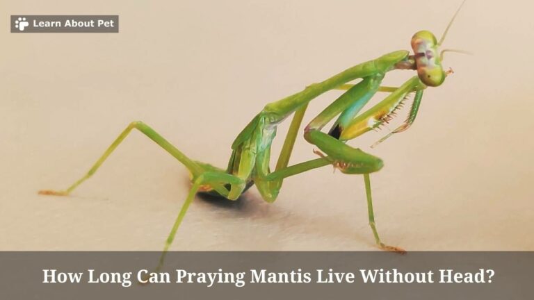 How Long Can Praying Mantis Live Without Head? (5 Clear Facts)