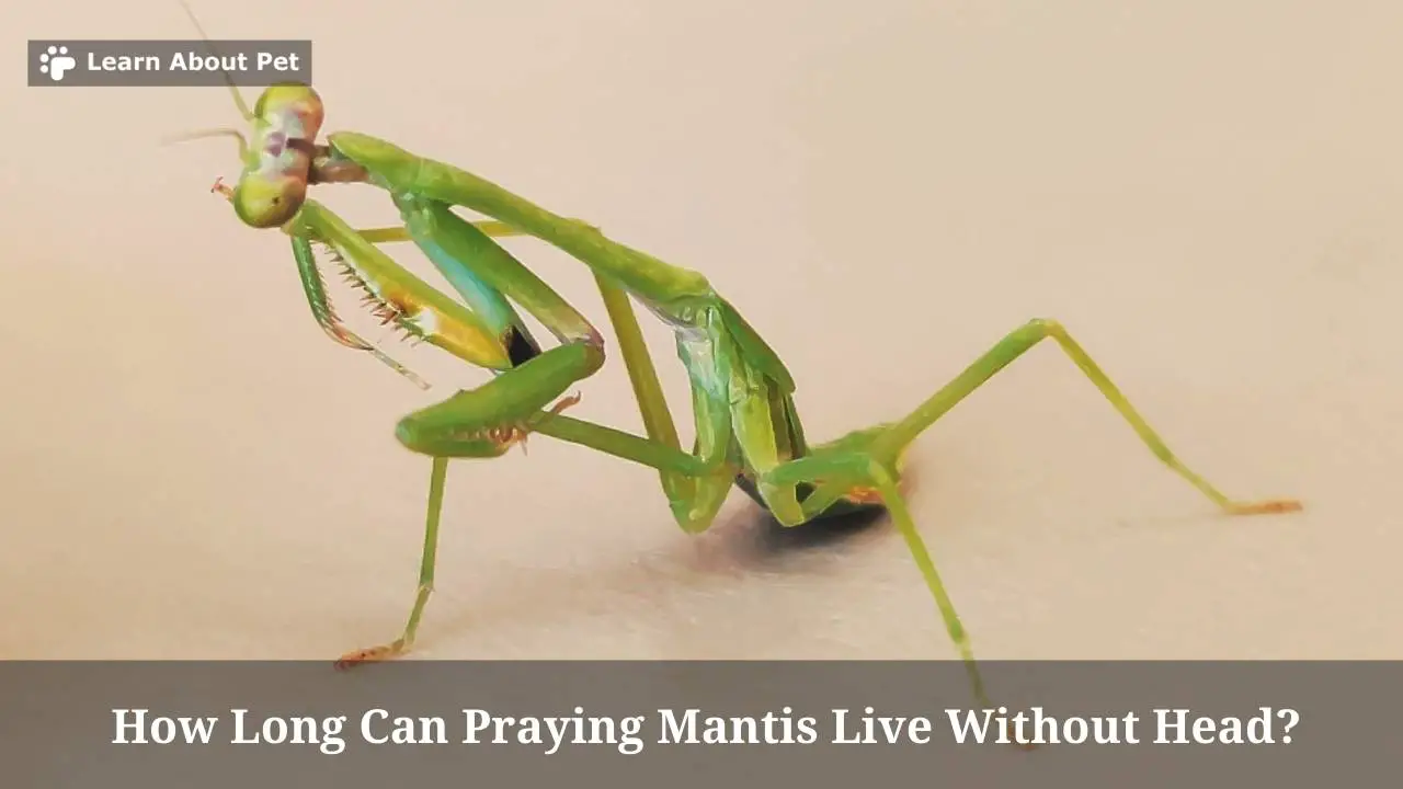 How long can praying mantis live without head