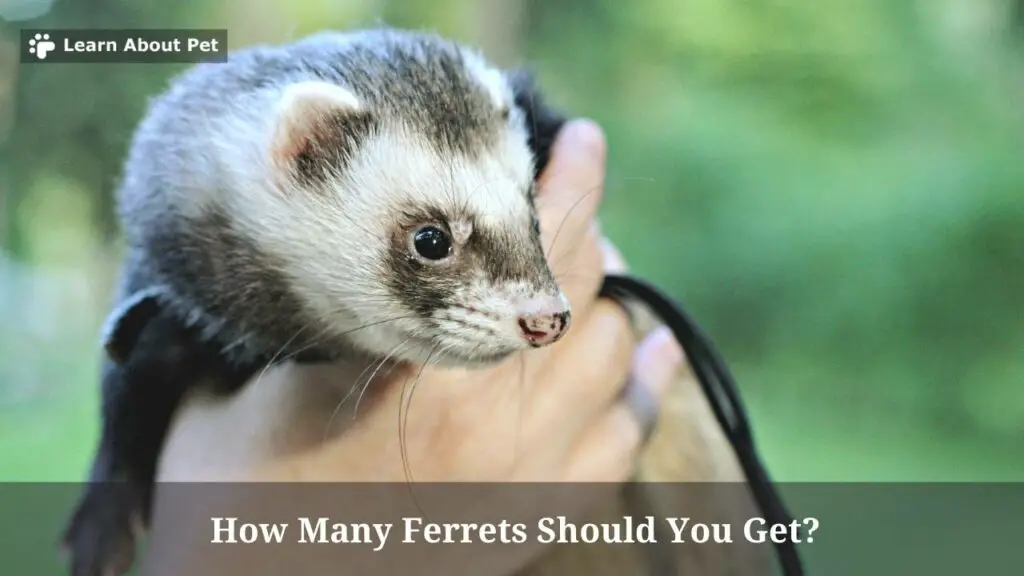 How Many Ferrets Should You Get? (DON'T Buy Just One) - 2024