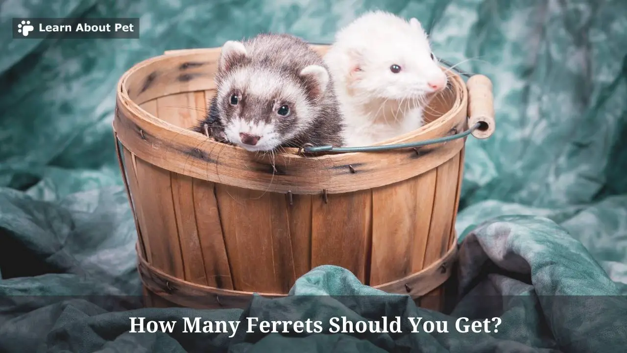 How many ferrets should you get
