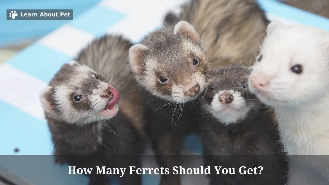 How Many Ferrets Should You Get? (don't Buy Just One) - 2024