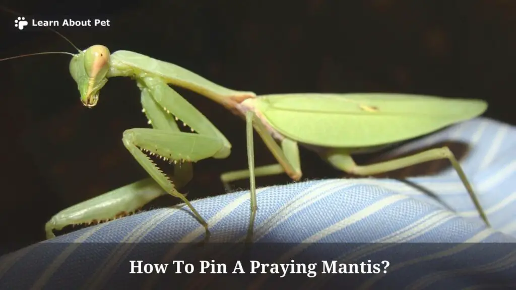 How To Pin A Praying Mantis? (AVOID 3 Terrible Mistakes)