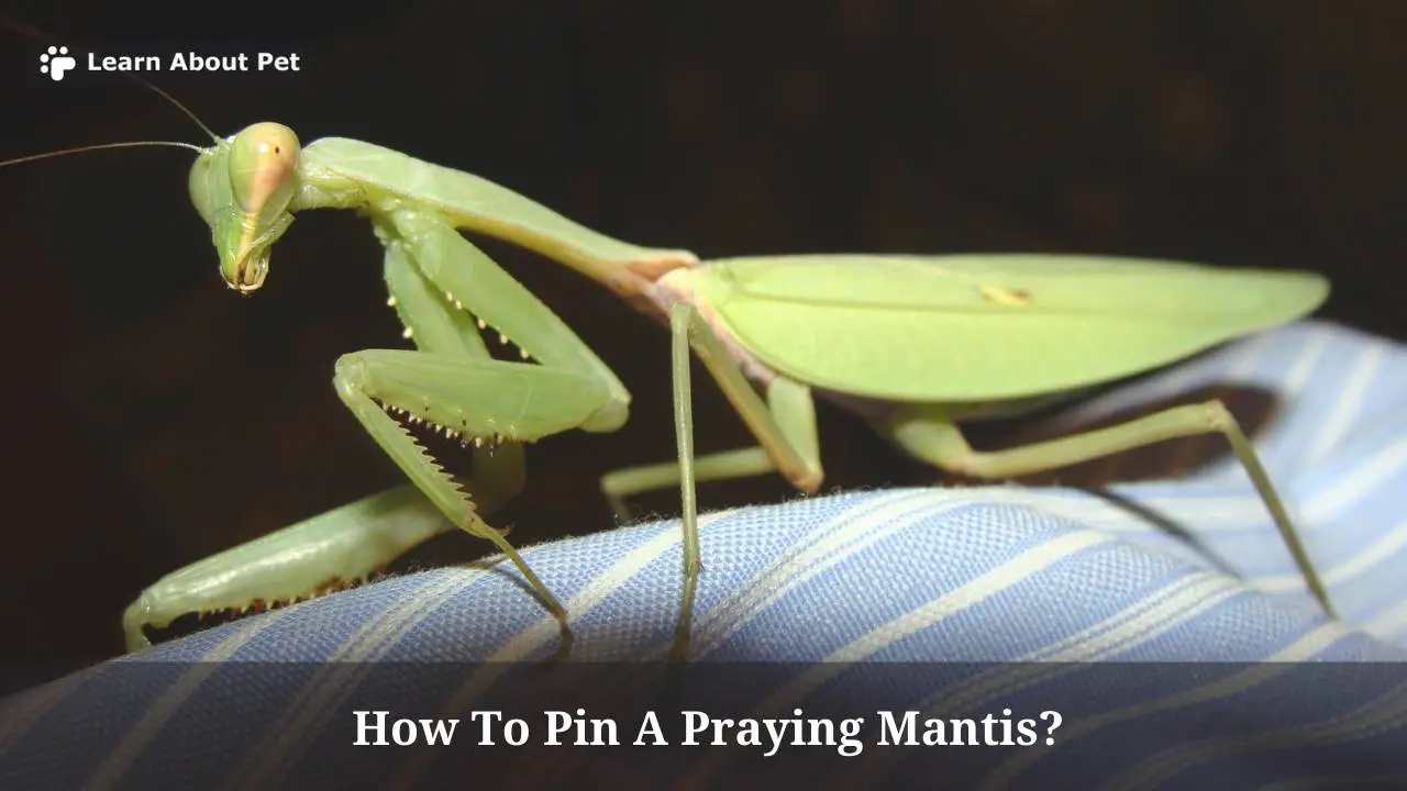 How to pin a praying mantis