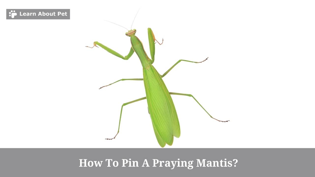 How To Pin A Praying Mantis? (avoid 3 Terrible Mistakes)