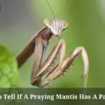 How To Tell If A Praying Mantis Has A Parasite? (5 Clear Facts)