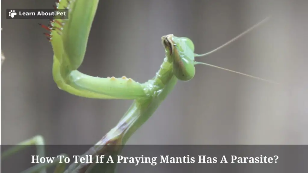 How To Tell If A Praying Mantis Has A Parasite Clear Facts