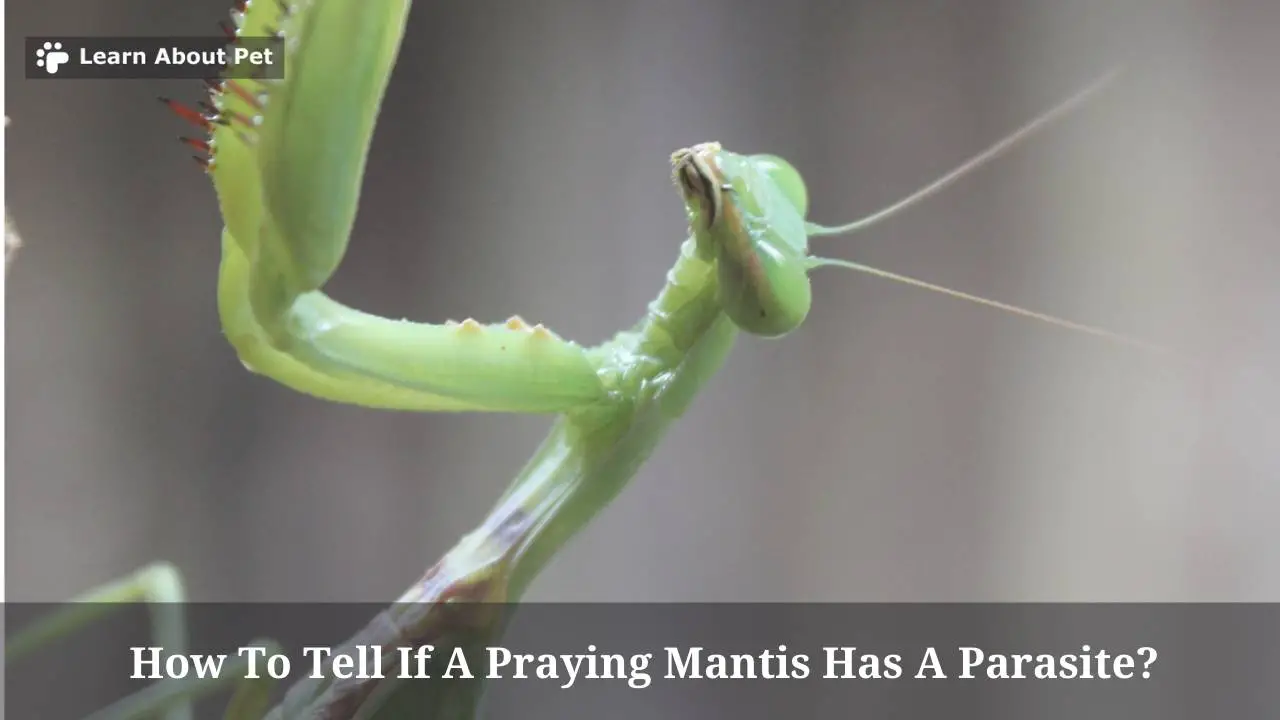 How To Tell If A Praying Mantis Has A Parasite? (5 Clear Facts)