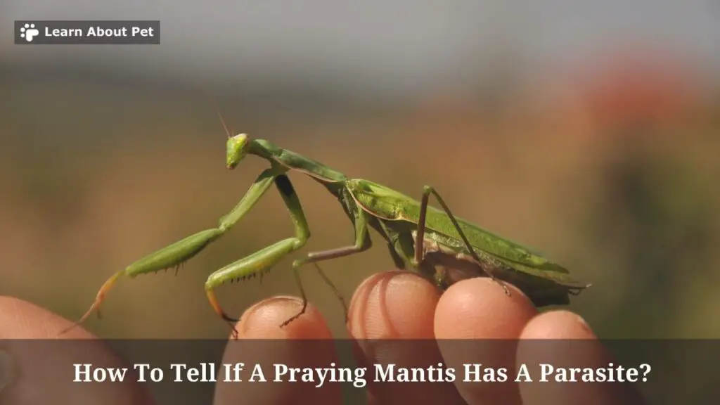 How To Tell If A Praying Mantis Has A Parasite? (5 Clear Facts)