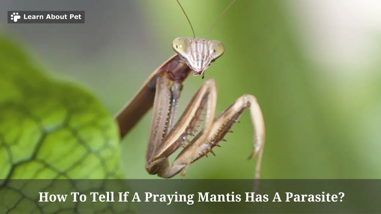 How To Tell If A Praying Mantis Has A Parasite? (5 Clear Facts)