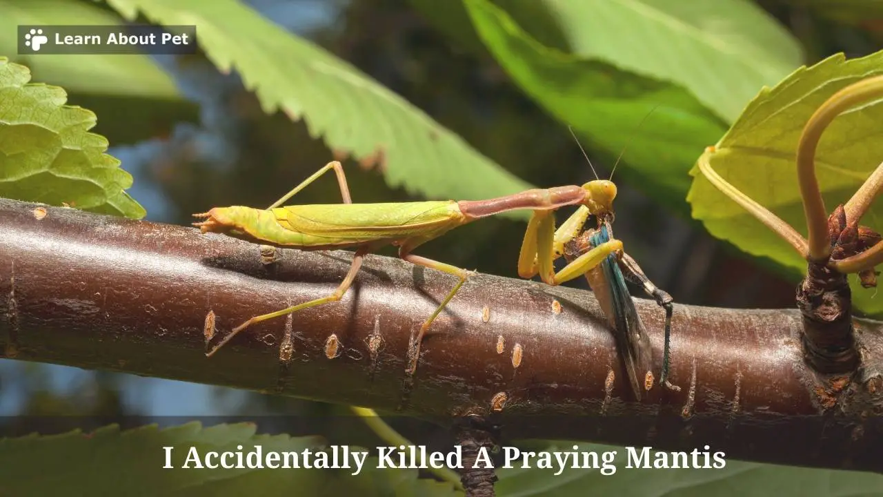 I accidentally killed a praying mantis