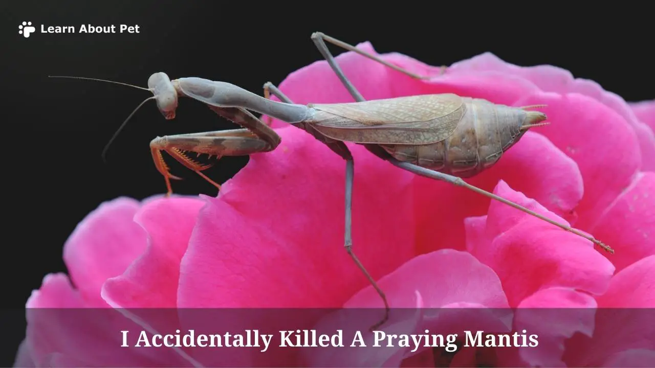 I accidentally killed a praying mantis