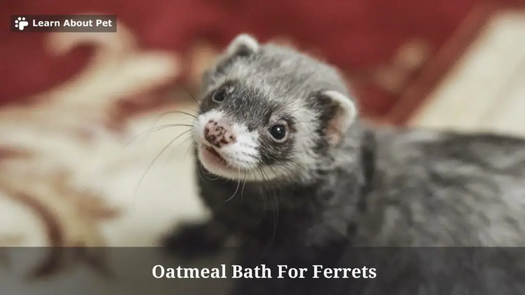 Oatmeal Bath For Ferrets (AVOID Doing This Alone!) 5 Clear Facts
