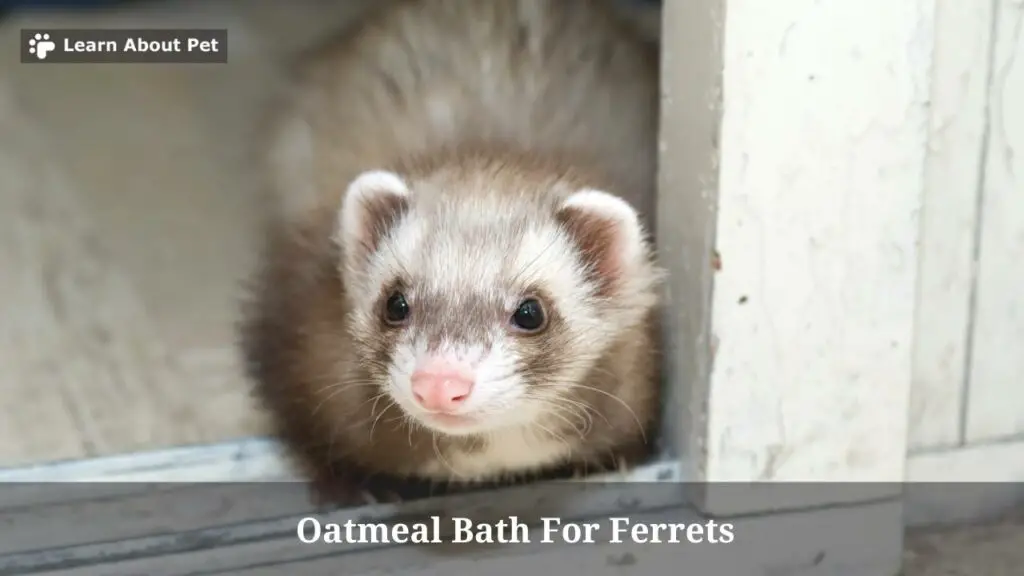 Oatmeal Bath For Ferrets : (AVOID Doing This Alone!) 5 Clear Facts