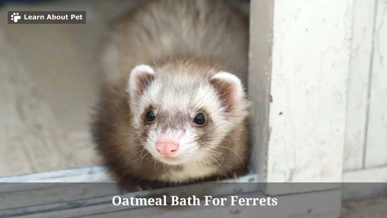 Oatmeal Bath For Ferrets : (avoid Doing This Alone!) 5 Clear Facts