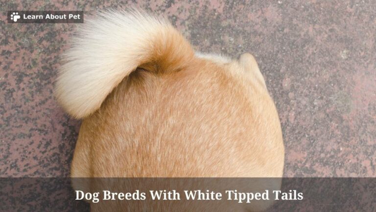 Dog Breeds With White Tipped Tails : (9 Cool Breeds) - 2023